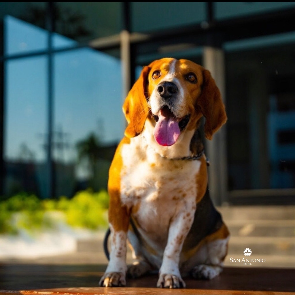 Hotel  Pet-Friendly Viaja con tu Mascota